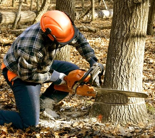 Tree Removal in Drew, MS